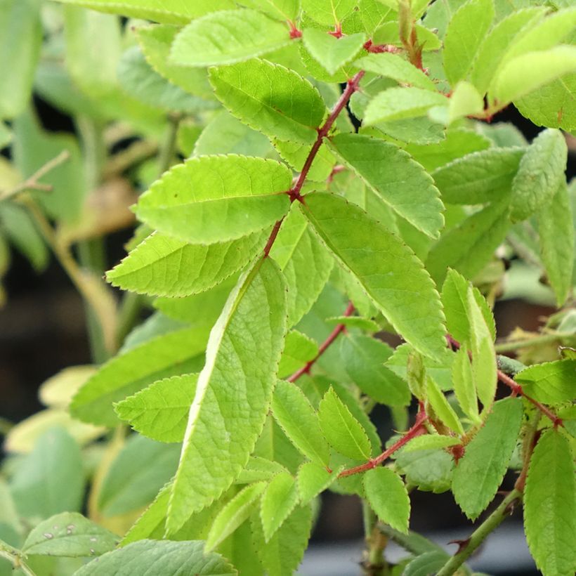 Rosa x moschata 'Magie d'orient' (Foliage)