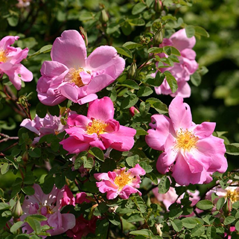 Rosa moyesii Marguerite Hilling (Flowering)