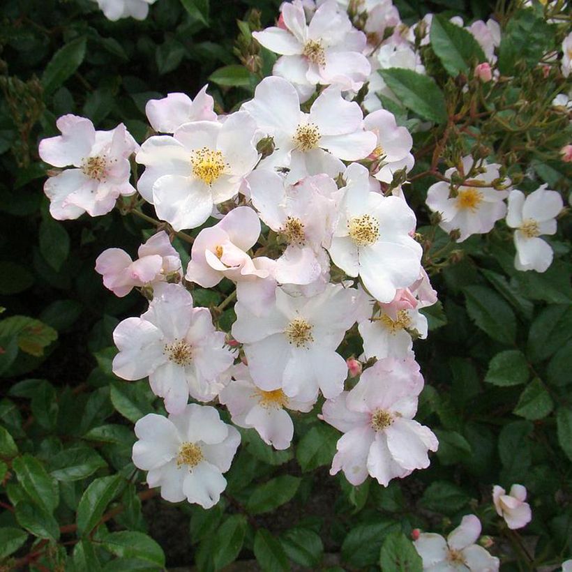 Rosa Matchball - Hybrid Musk (Flowering)