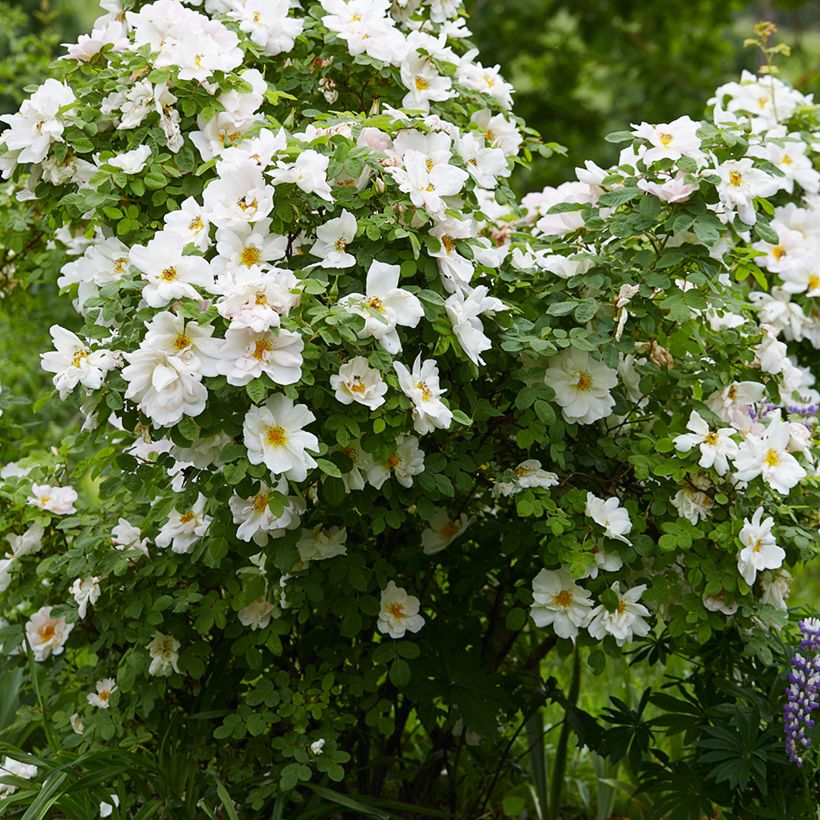 Rosa Nevada (Plant habit)