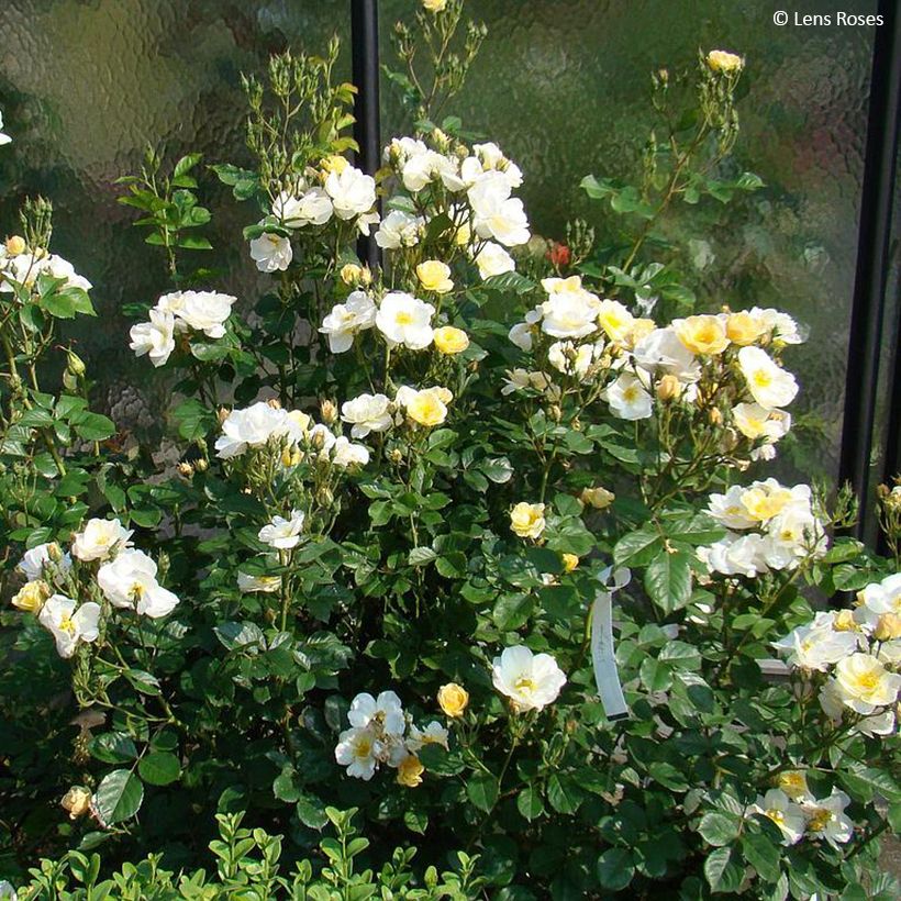 Rosa x moschata 'Omi Oswald' - Shrub Rose (Plant habit)