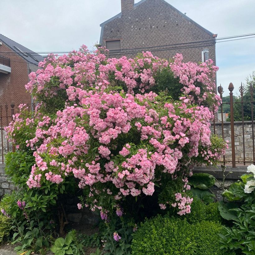 Rosa Petite de Terre Franche - Hybrid Musk rose (Plant habit)