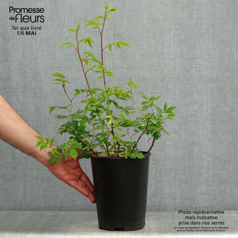 Rosa Petite de Terre Franche - Hybrid Musk rose 4L/5L pot sample as delivered in spring