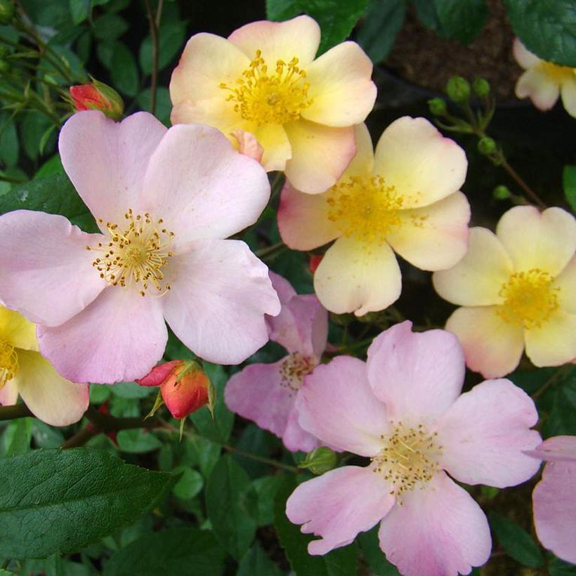 Rosa Plaisanterie - Hybrid Musk Rose (Flowering)