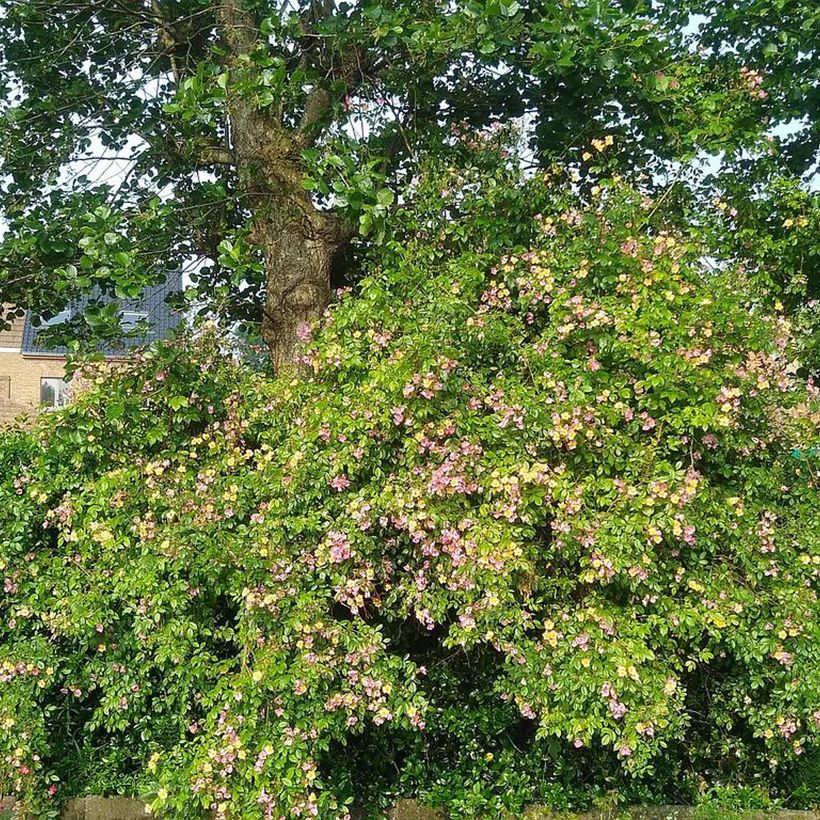 Rosa Plaisanterie - Hybrid Musk Rose (Plant habit)