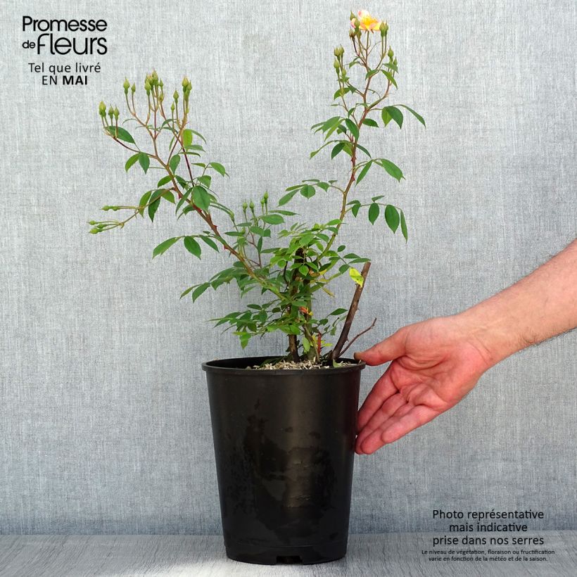 Rosa Plaisanterie - Hybrid Musk Rose 4L/5L pot sample as delivered in spring