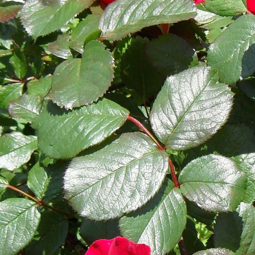 Rosa Robusta - Rugosa rose (Foliage)