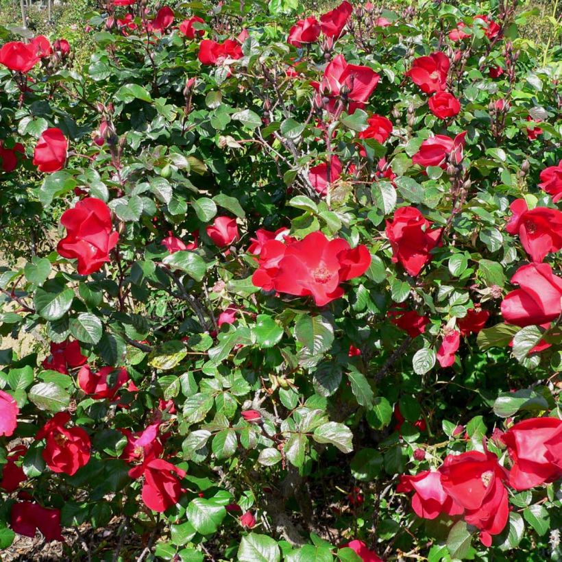 Rosa Robusta - Rugosa rose (Flowering)