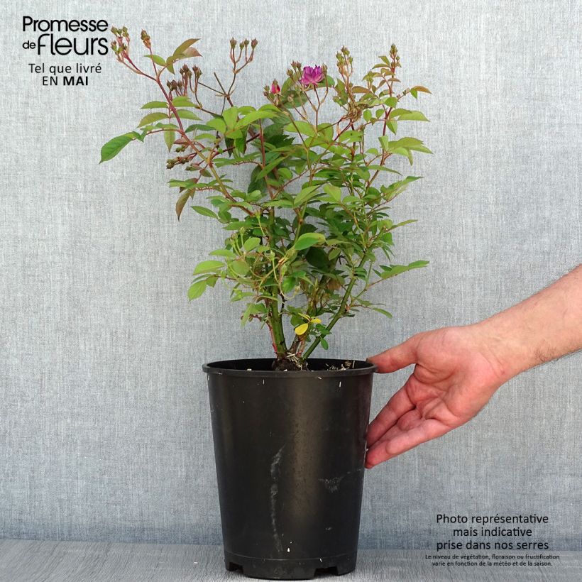 Rosa Sibelius - Hybrid Musk Rose 4L/5L pot sample as delivered in spring