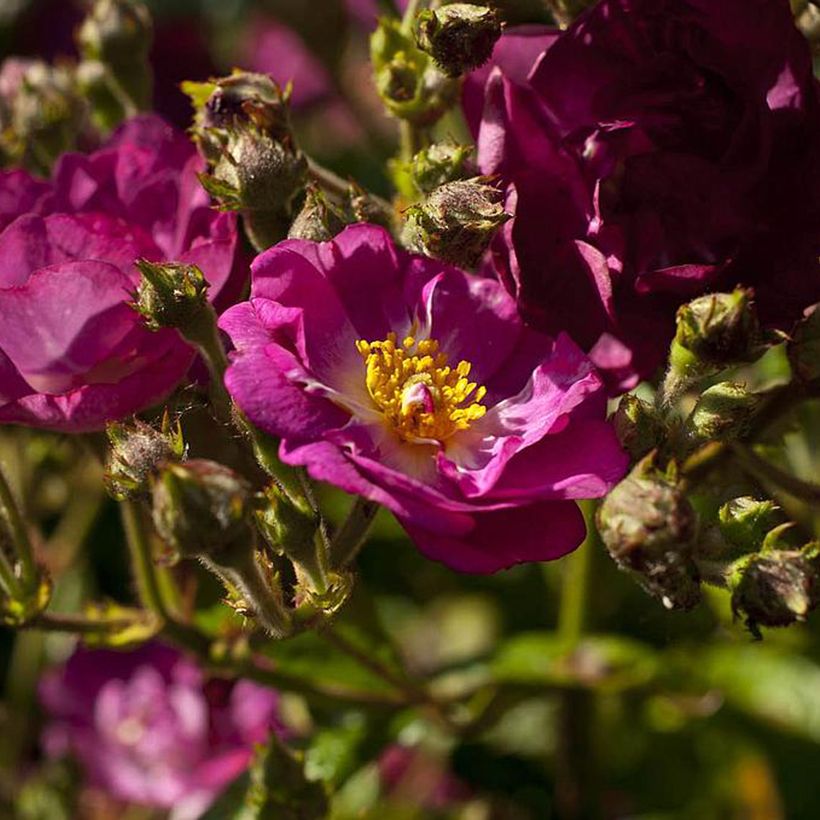 Rosa Violet Hood - Shrub Rose (Flowering)
