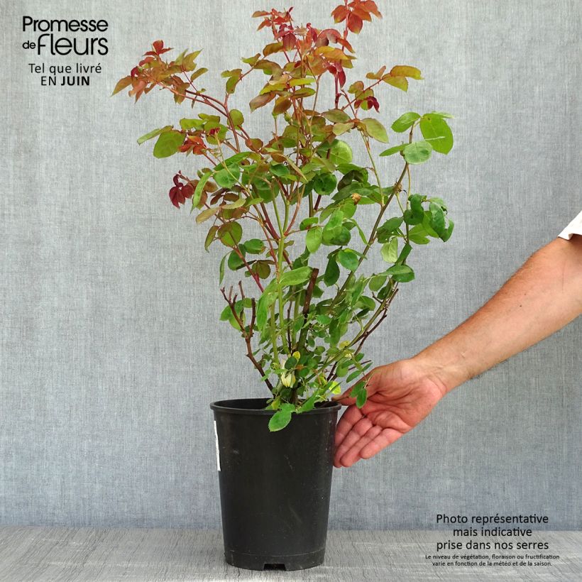 Rosa Violet Hood - Shrub Rose 4L/5L pot sample as delivered in spring