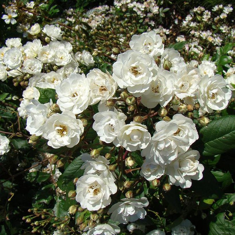 Rosa Waterloo - Hybrid Musk Rose (Flowering)