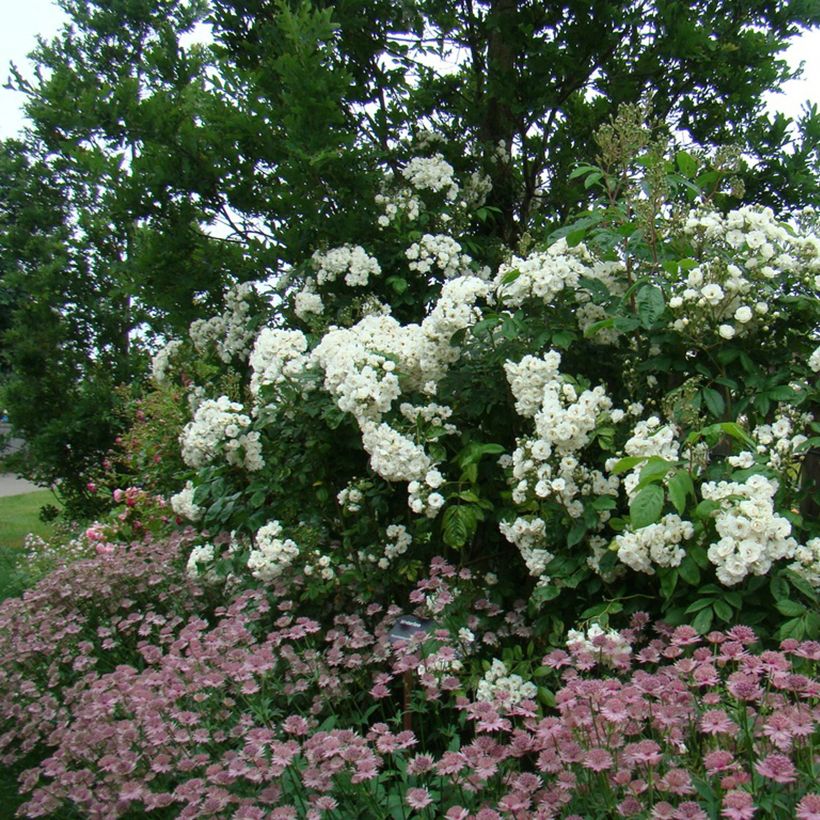Rosa Waterloo - Hybrid Musk Rose (Plant habit)