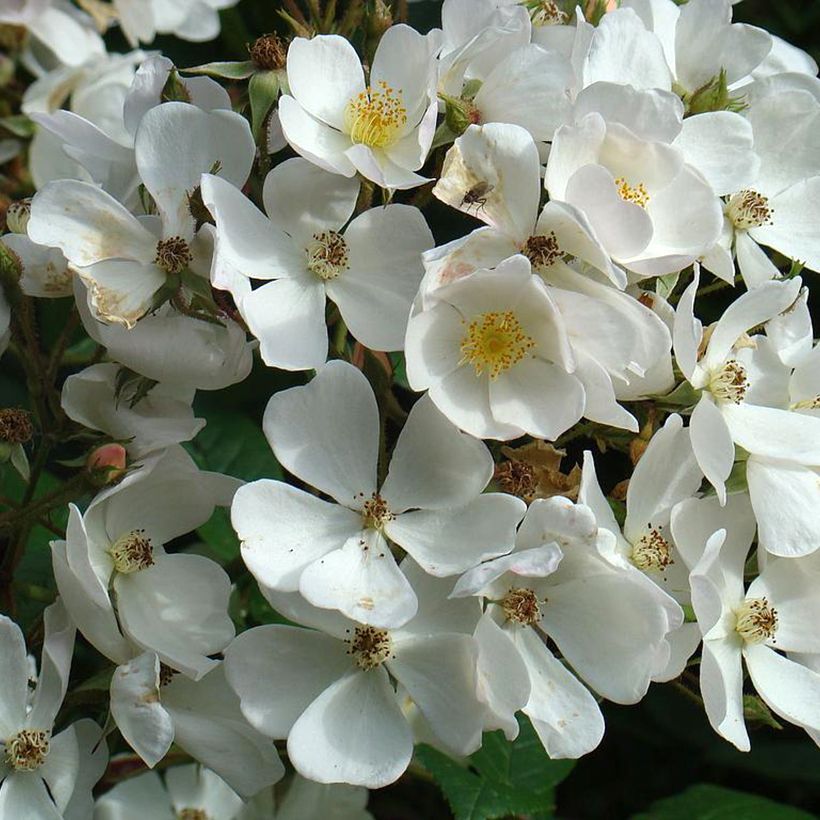 Rosa White Magic - shrub rose (Flowering)