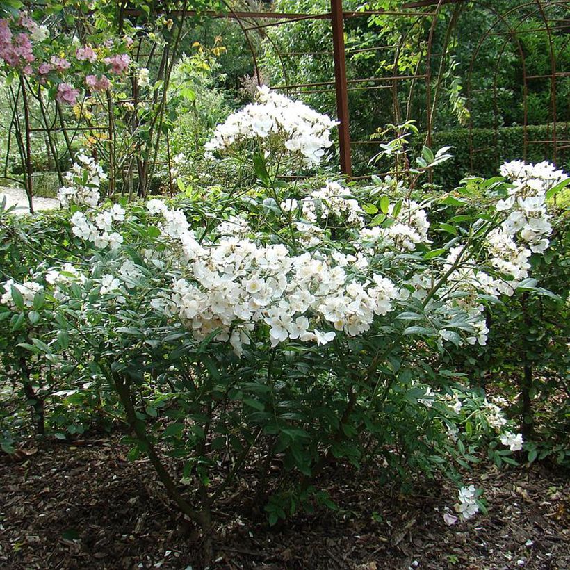Rosa White Magic - shrub rose (Plant habit)