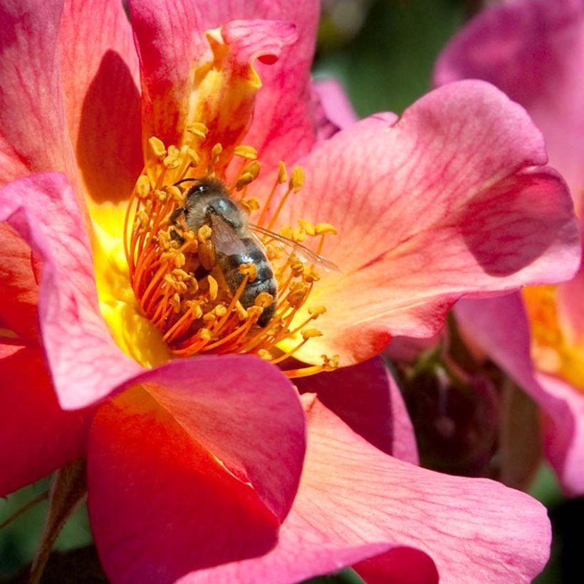 Rosa  Yann Arthus-Bertrand - Shrub Rose (Flowering)