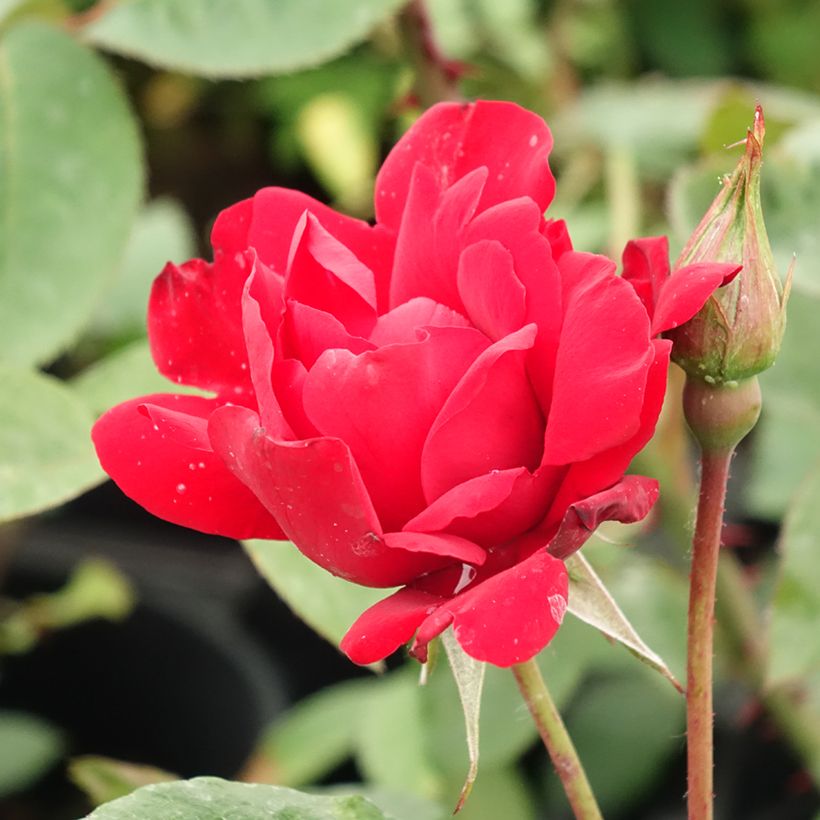 Rosa Grand Hotel - hybrid tea rose (Flowering)