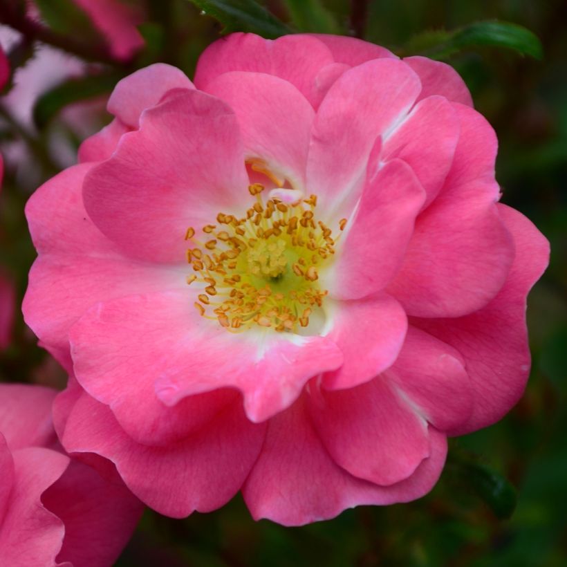 Rosa californica Plena (Flowering)