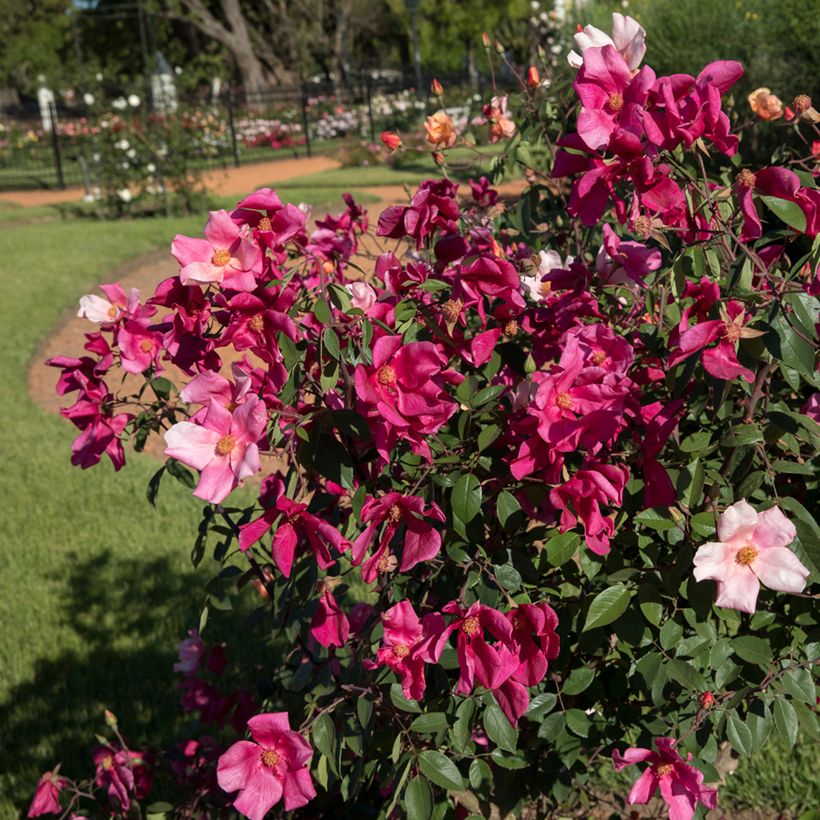 Rosa x chinensis 'Mutabilis' - China Rose (Plant habit)