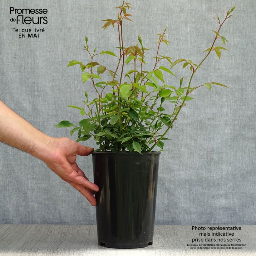 Rosa chinensis Viridiflora - Shrub Rose 4L/5L pot sample as delivered in spring