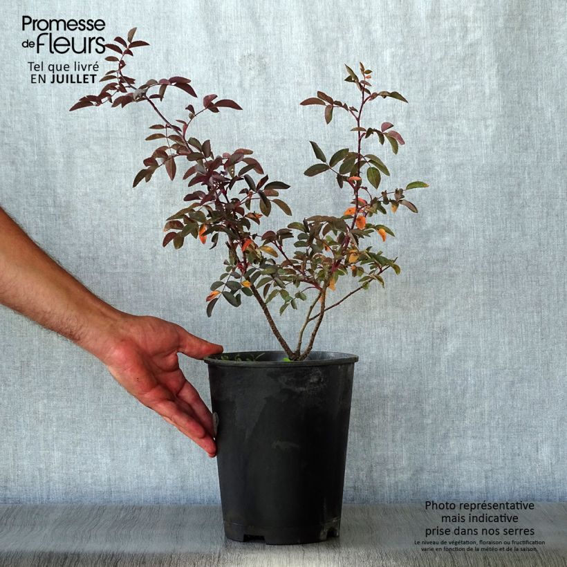 Rosa glauca Rubrifolia - Gallic Rose 2L/3L pot sample as delivered in summer