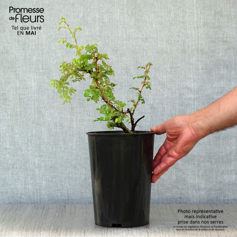 Rosa moyesii Geranium 3L/4L pot sample as delivered in spring