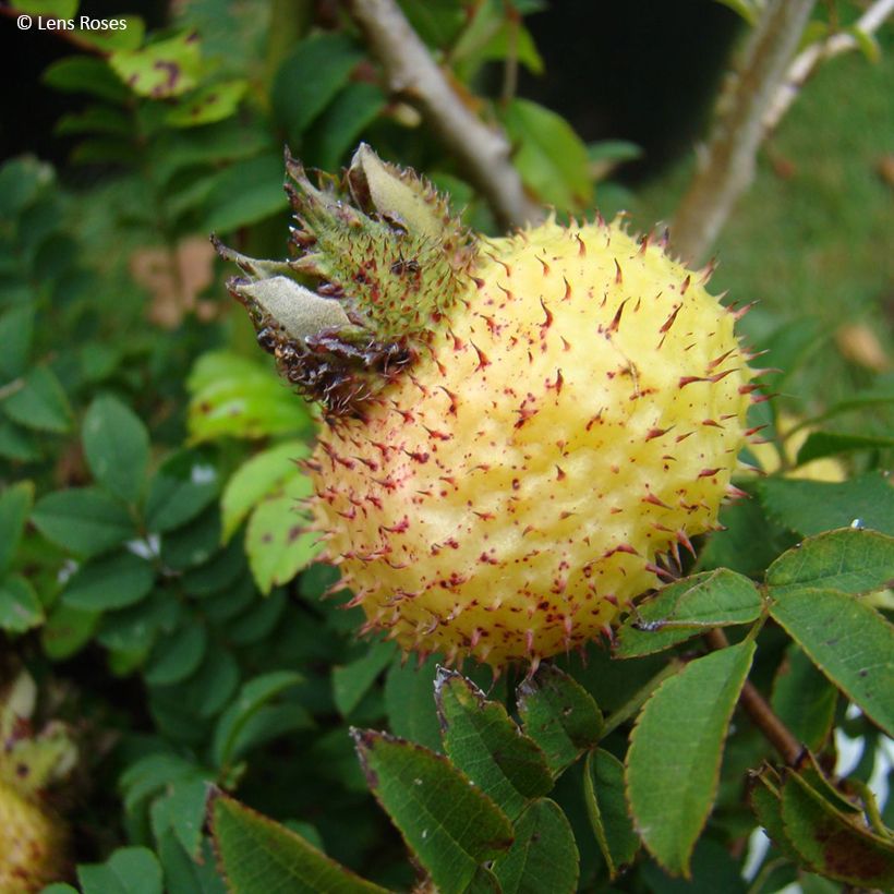 Rosa roxburghii Lampion (Harvest)