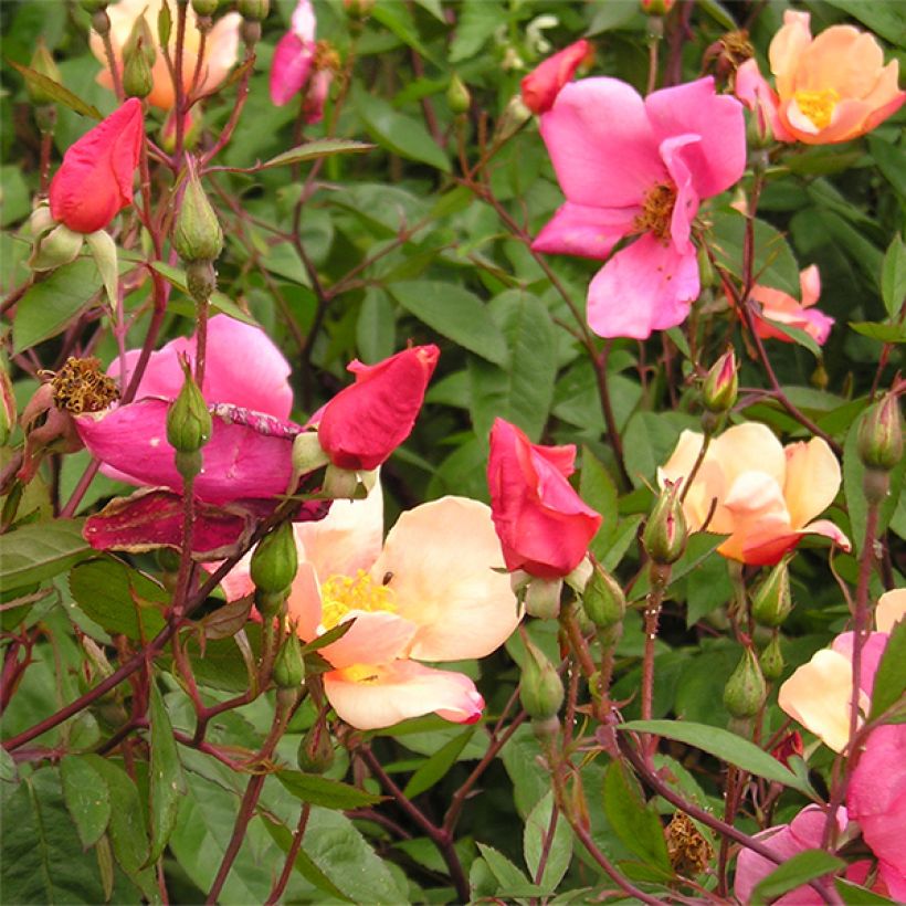 Rosa x chinensis 'Mutabilis' - China Rose (Flowering)