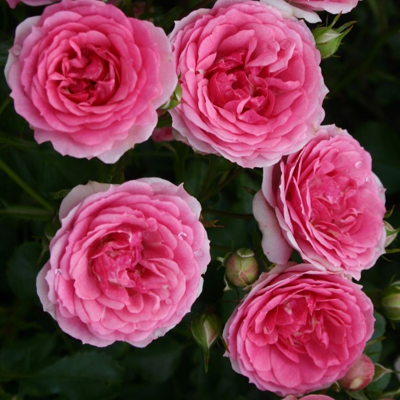 Rosa x floribunda 'Amica' Rigo Rosen - Groundcover Rose  (Flowering)