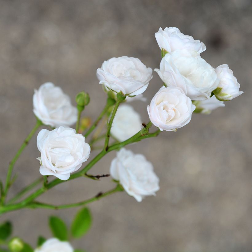 Rosa Crystal Fairy - Groundcover Rose (Flowering)