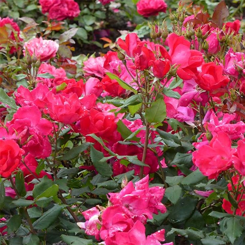 Rosa Knock Out - Ground Cover Rose (Flowering)