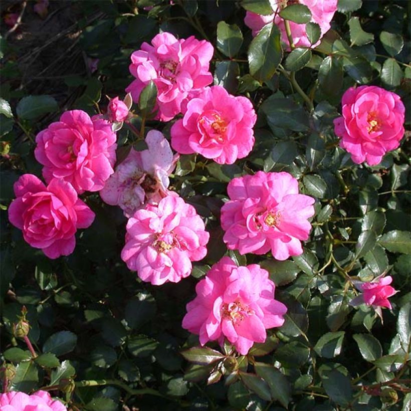 Rosa 'Mirato' - Groundcover Rose (Flowering)