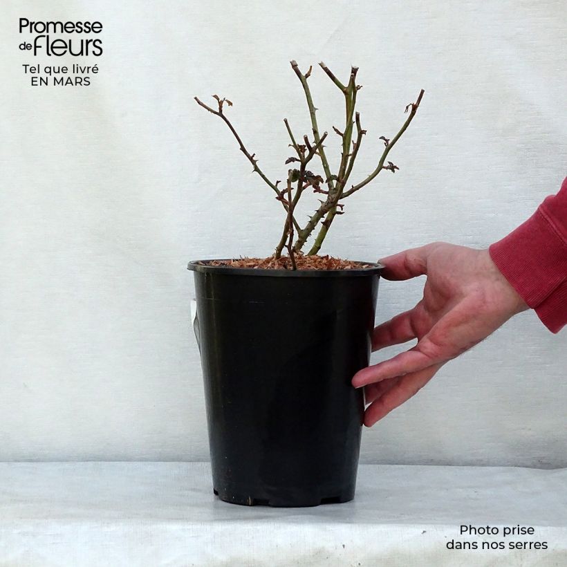 Rosa 'Mirato' - Groundcover Rose 2L/3L pot sample as delivered in spring