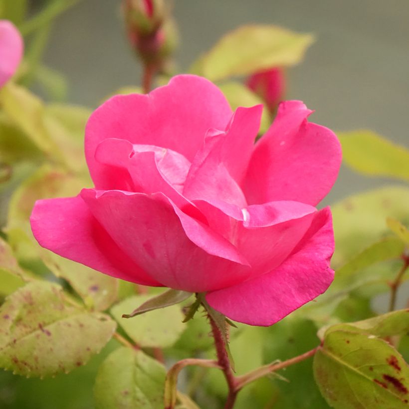 Rosa 'Pink Knock Out' - Groundcover Rose (Flowering)