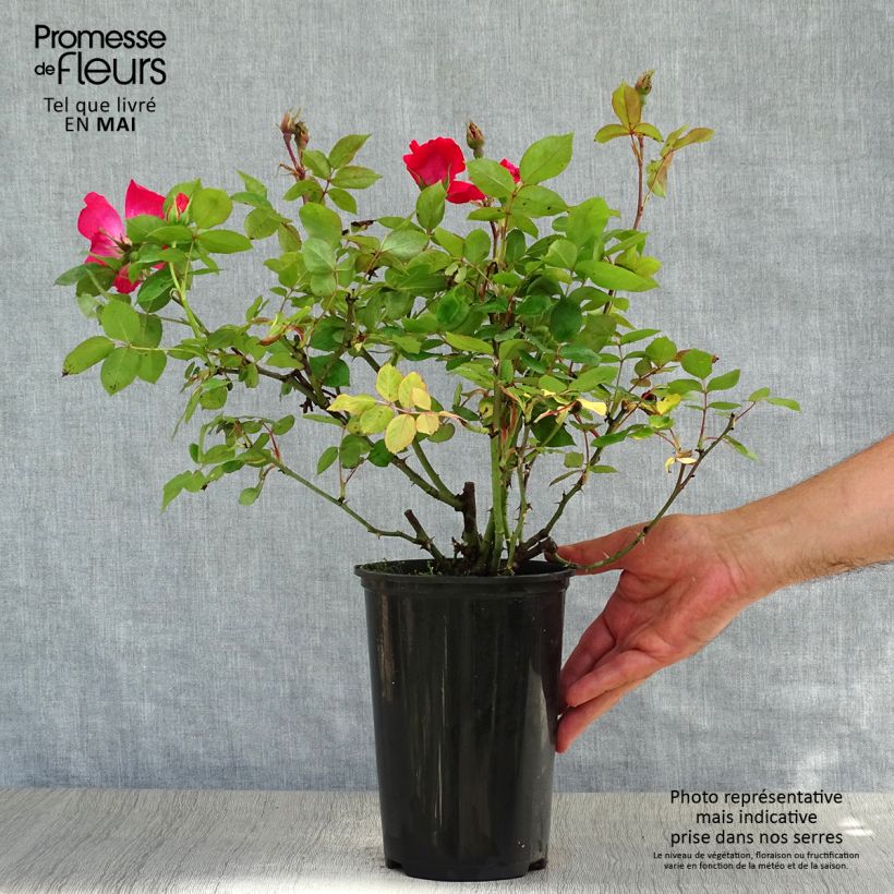 Rosa 'Pink Knock Out' - Groundcover Rose 3L/4L pot sample as delivered in spring
