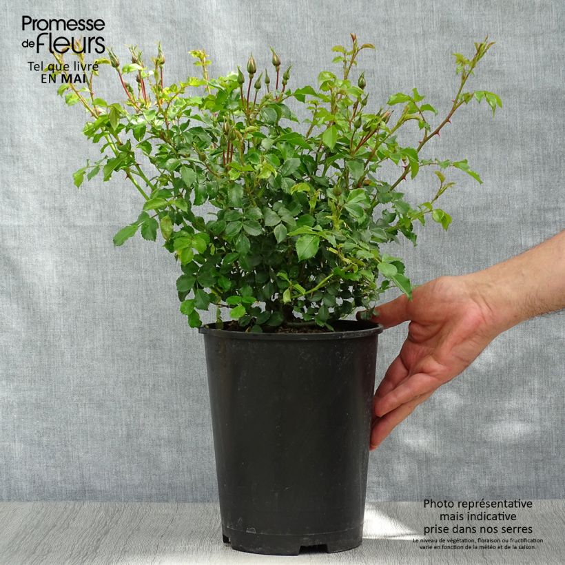 Rosa Rigo Diamant 3L/4L pot sample as delivered in spring