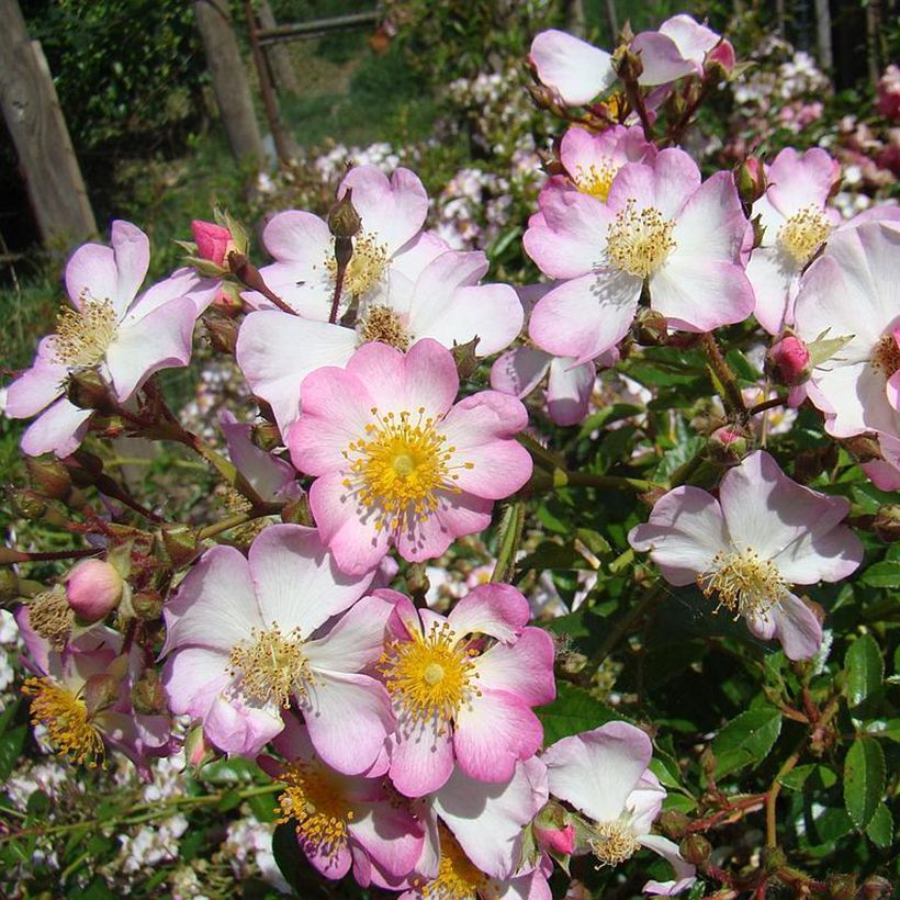 Rosa Robe Fleurie - ground cover rose (Flowering)