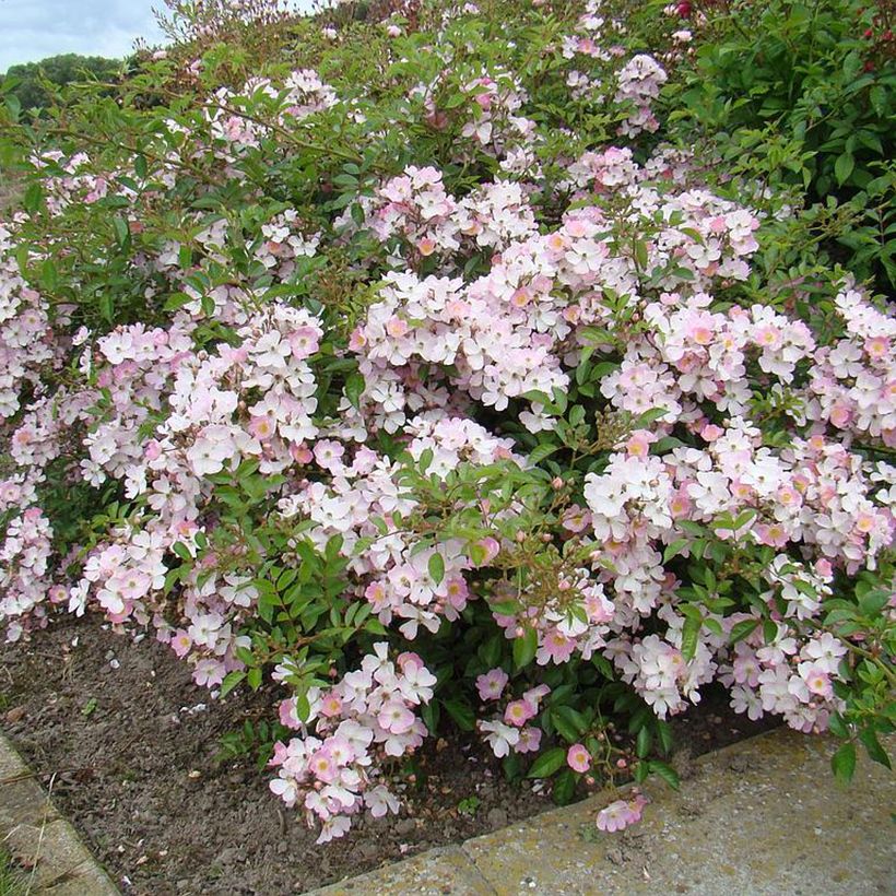 Rosa Robe Fleurie - ground cover rose (Plant habit)
