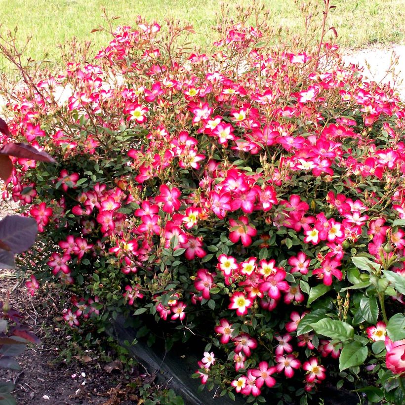 Rosa Star Profusion - patio or groundcover rose (Plant habit)