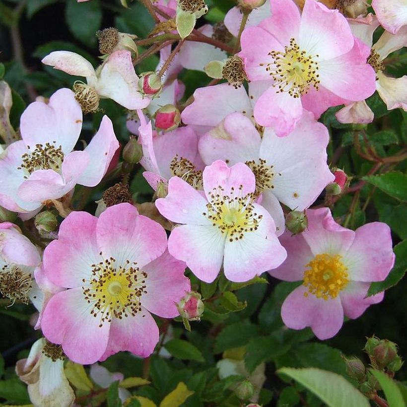 Rosa Tapis Volant - groundcover shrub rose (Flowering)