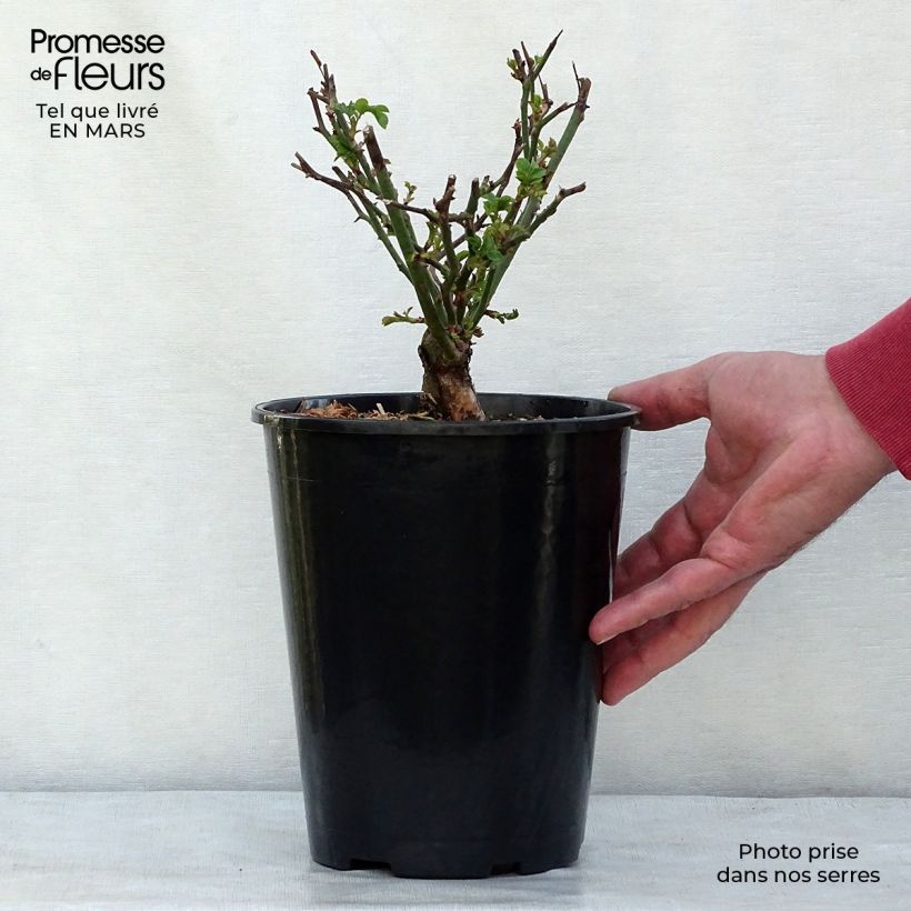 Rosa x polyantha The Fairy - Groundcover Rose 2L/3L pot sample as delivered in spring