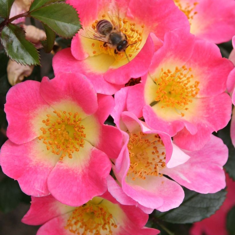 Rosa Topolina - groundcover rose (Flowering)