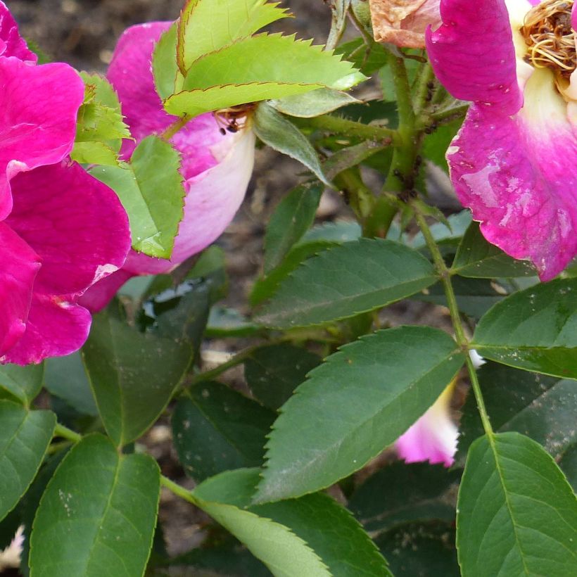 Rosa Weg der Sinne - shrub rose (Foliage)