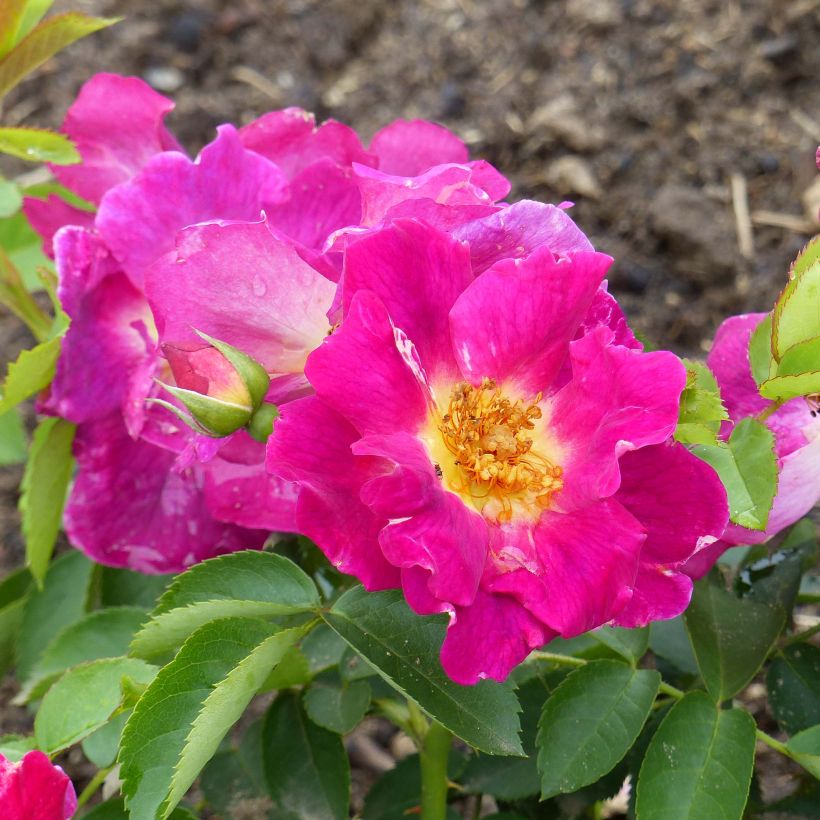 Rosa Weg der Sinne - shrub rose (Flowering)