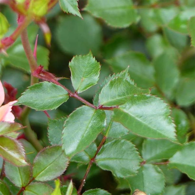 Rosa Happy Chappy - Ground Cover Rose (Foliage)