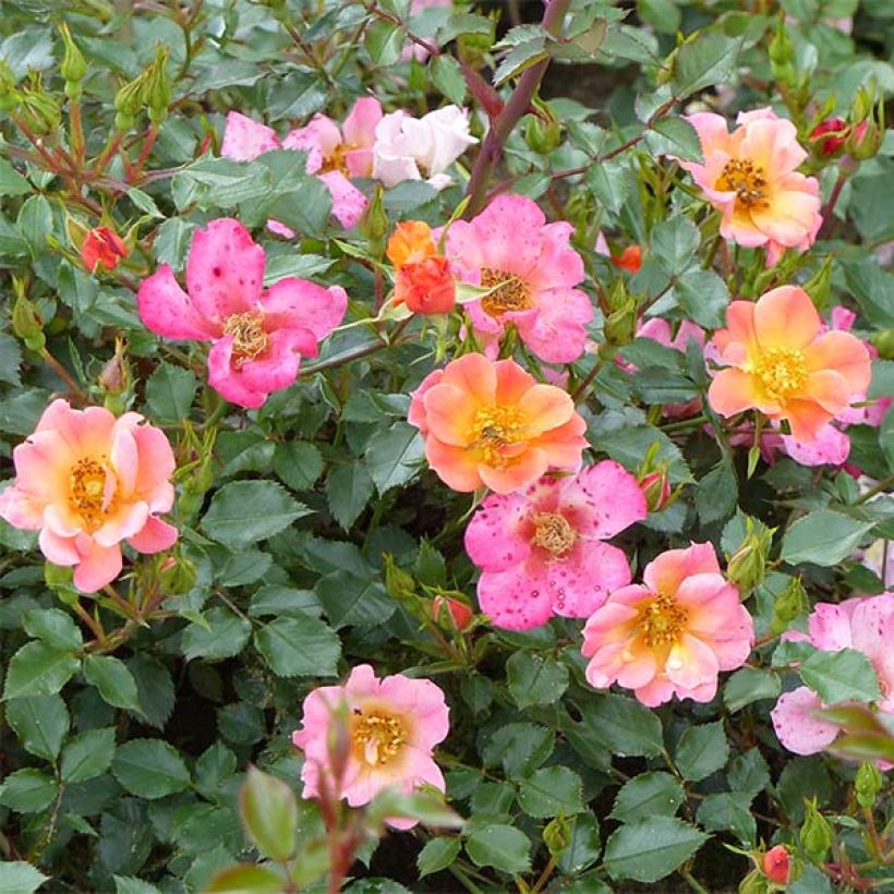 Rosa Happy Chappy - Ground Cover Rose (Flowering)
