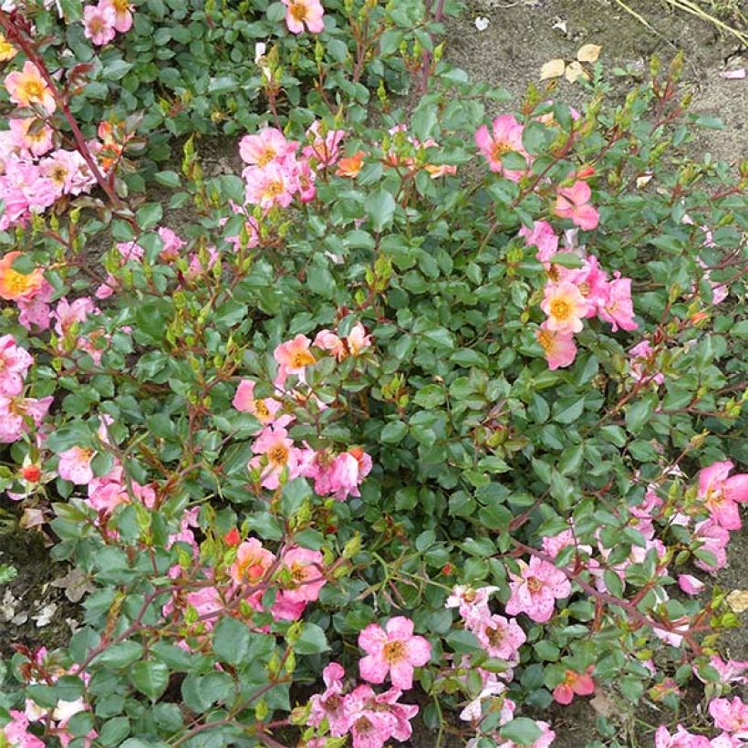 Rosa Happy Chappy - Ground Cover Rose (Plant habit)