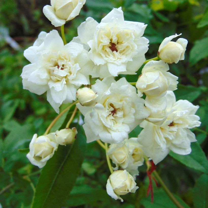 Rosa banksiae var. banksiae 'Alba Plena' - Hybrid Banksia - Rambling Rose (Flowering)