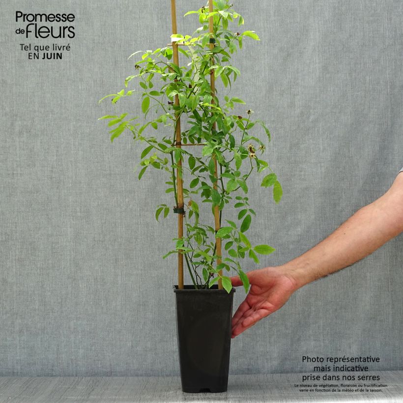 Rosa banksiae var. banksiae 'Alba Plena' - Hybrid Banksia - Rambling Rose 2L/3L pot sample as delivered in summer