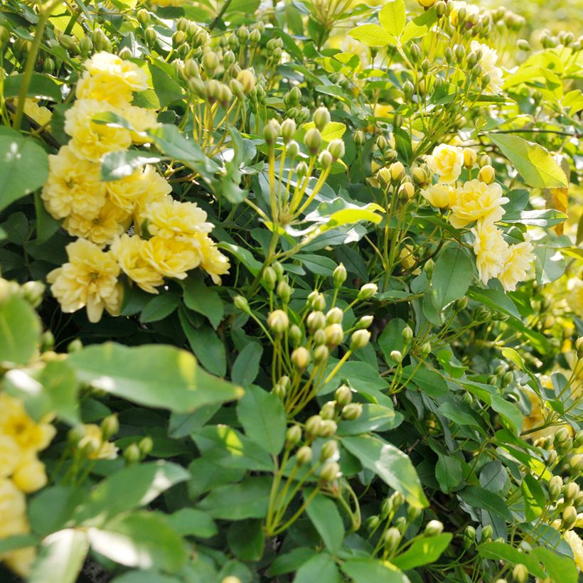 Rosa banksiae 'Lutea' - Rambling Rose (Foliage)
